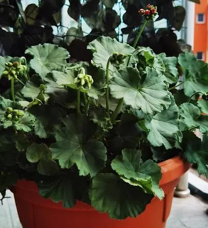 F 207 Del Sol - просторно студио с кухня и паркомясто דירה