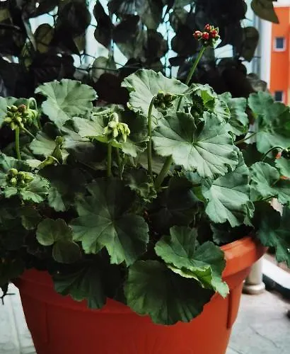 F 207 Del Sol - просторно студио с кухня и паркомясто Апартамент