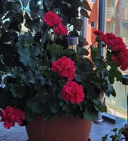 Apartmán F 207 Del Sol - просторно студио с кухня и паркомясто *